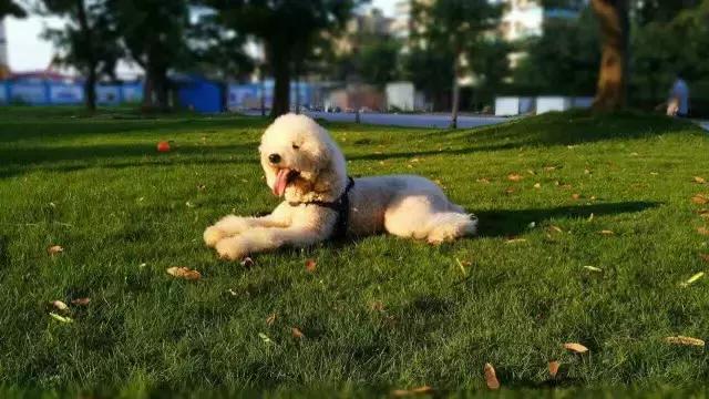 全犬种成犬粮和全价成年期犬粮,犬种专用粮和通用狗粮有什么区别