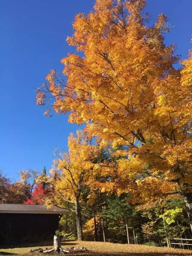 你们都错了，其实加拿大的秋季才是最厉害的时装大师