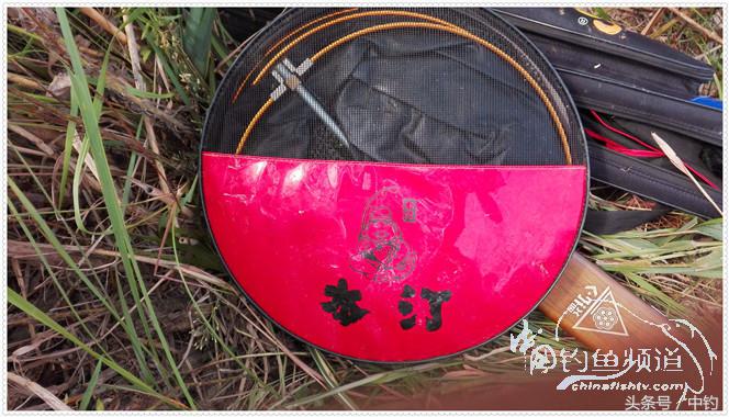 菜地钓鲫鱼绝密技巧,菜地钓白条视频大全