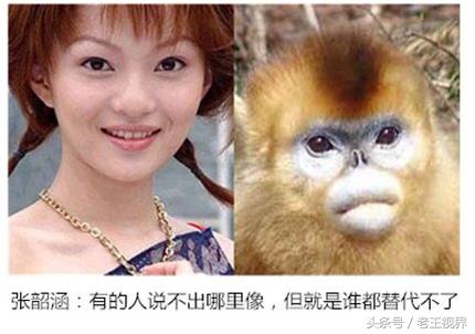 盘点明星养的动物,盘点最火的动物明星