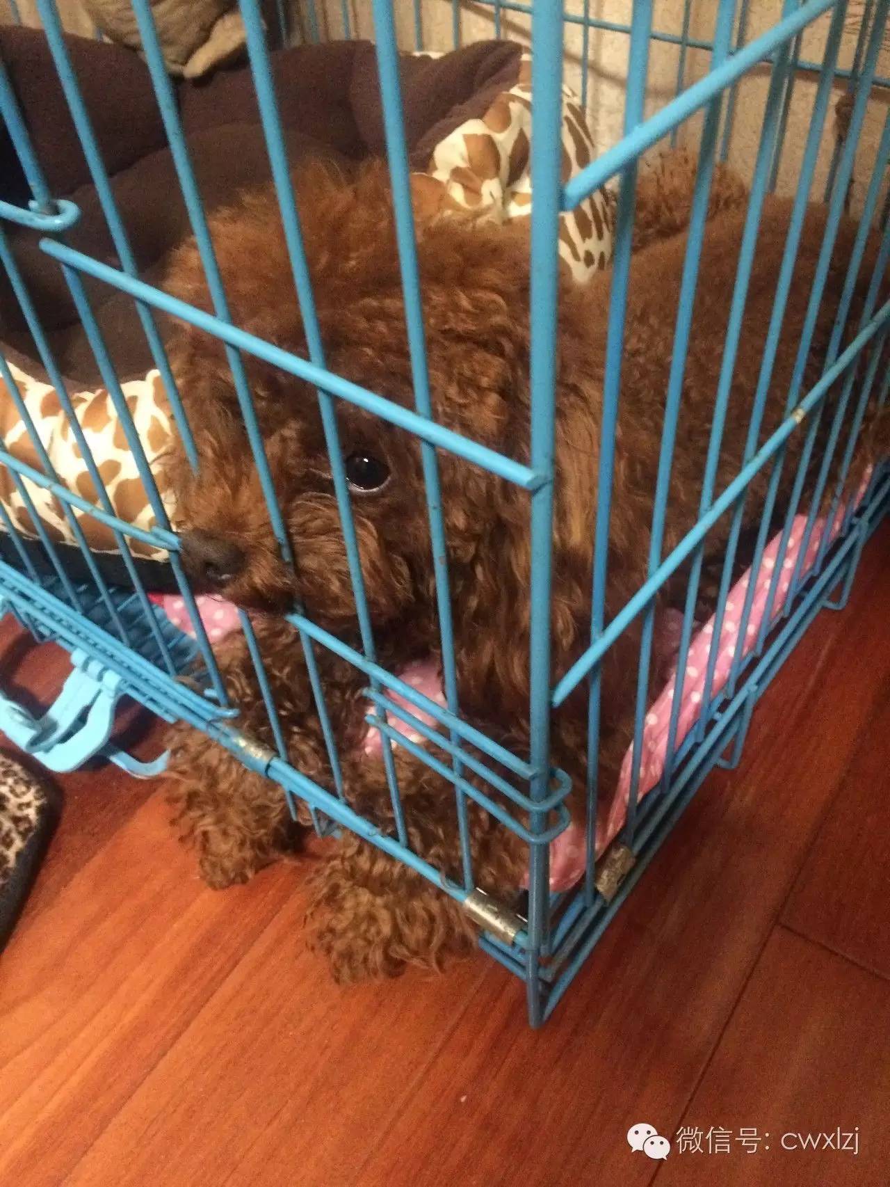 可怜的泰迪又挨揍了,泰迪乱尿被打有作用吗