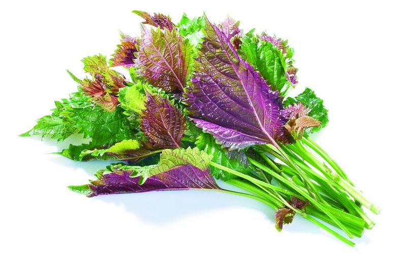 阳台种花草很麻烦,阳台种花草长茂盛了