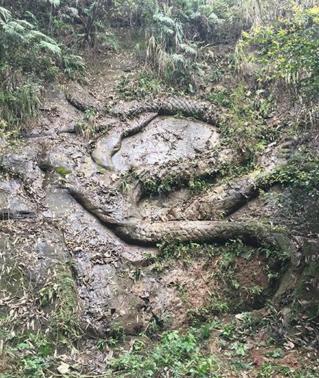 银元宝发掘,中国的宝藏全部