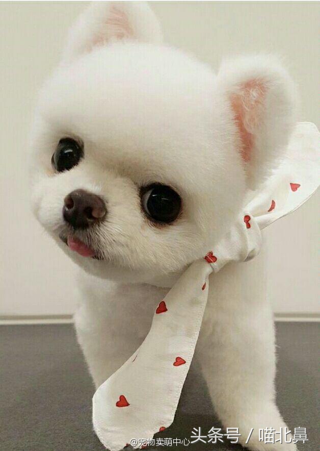 猫奴求助猫猫淘气吃了一点书法印泥会中毒吗？在线等，挺急的。