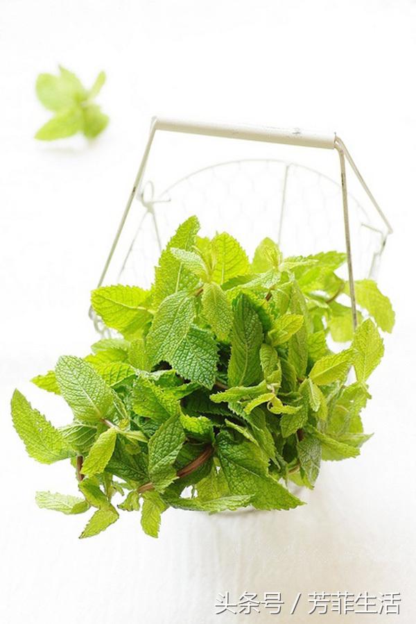 水培薄荷的营养液的做法,薄荷种子可以水培养殖吗