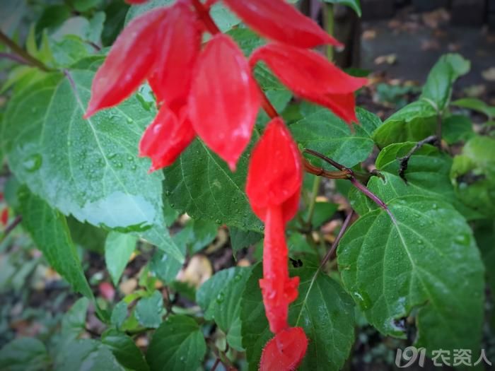 常见野生红花,常见的野红花