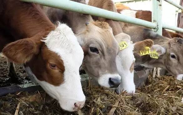 怎么辨别皮革的真假,皮革分类以及辨别标准