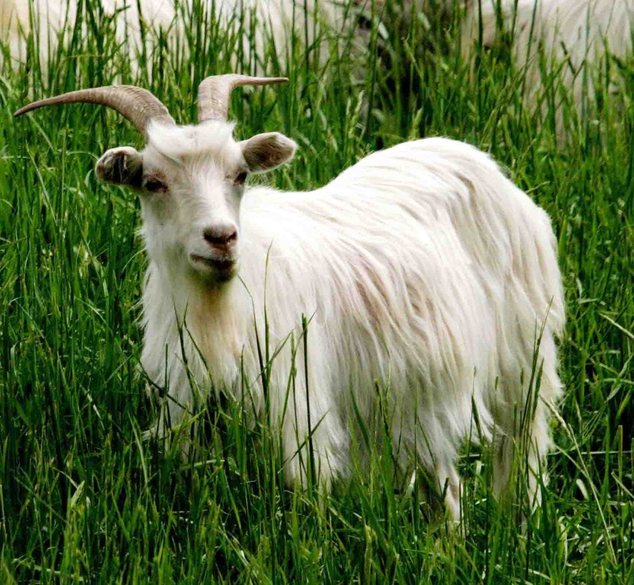 怎么辨别皮革的真假,认识人造革与真皮