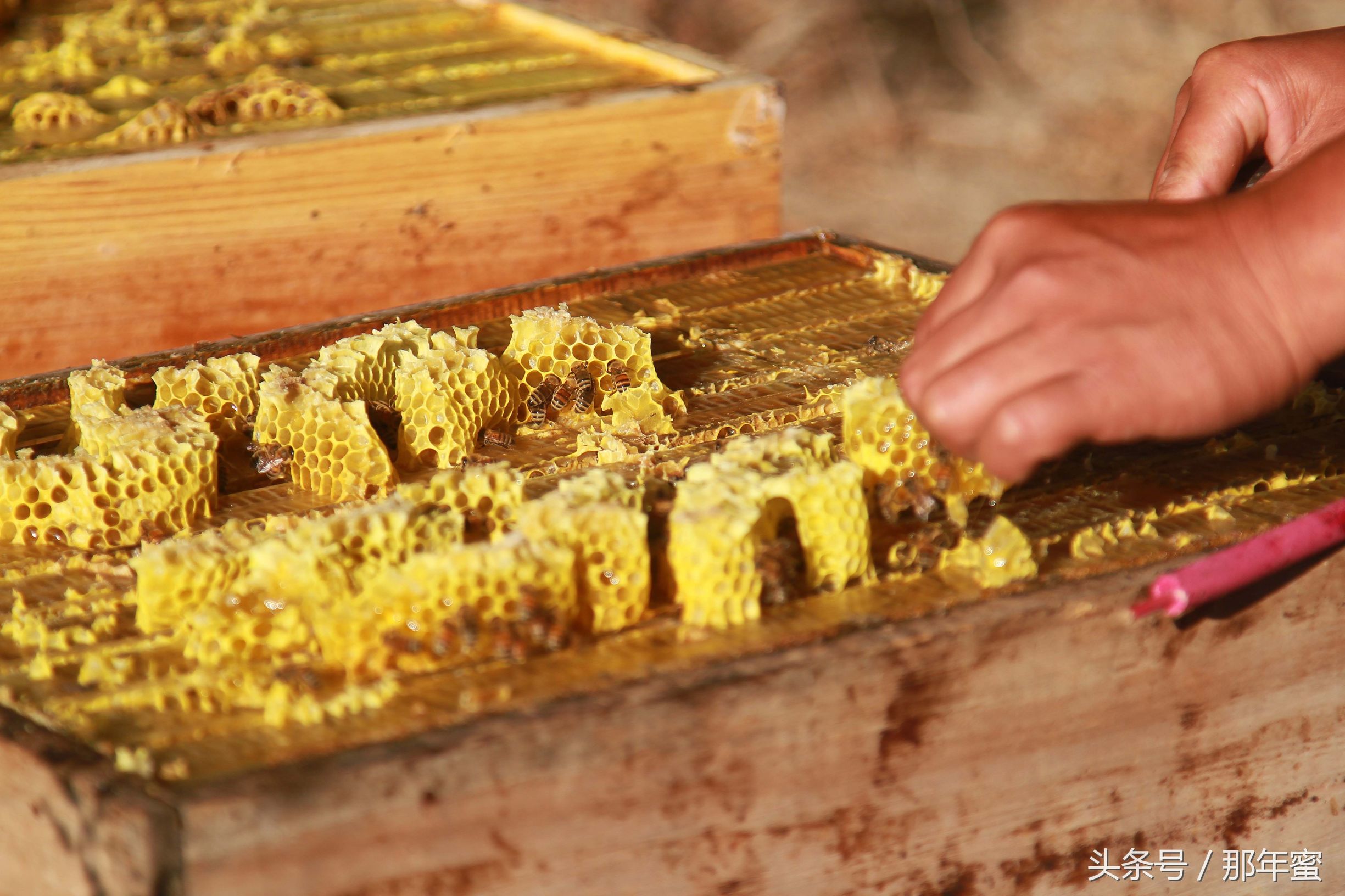 微商“肉搏时代”未来鹿死谁手，那年蜜逐鹿中原