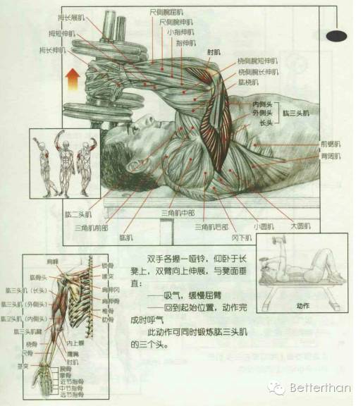 最全哑铃教学,手臂哑铃肌肉训练10个动作图解