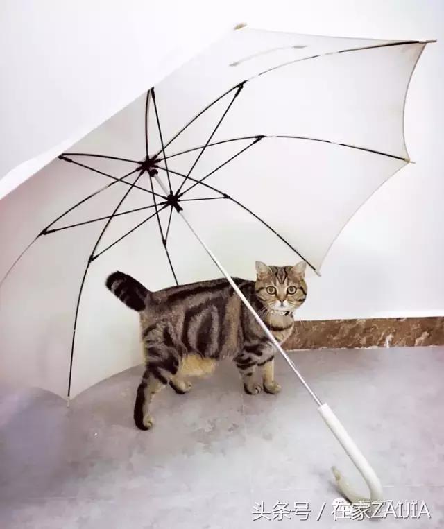 这是一份MUJI小物真实体验报告，请接好