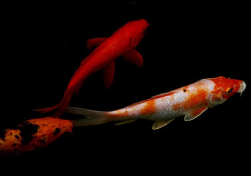 五个技巧教你挑选到好鱼,如何挑选七彩神仙鱼