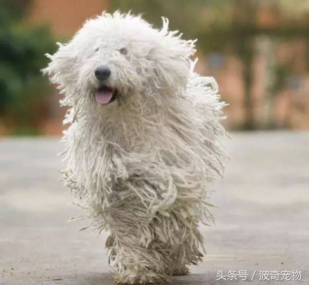 狗狗品种大全图片及简介,狗狗的所有类型品种大全介绍