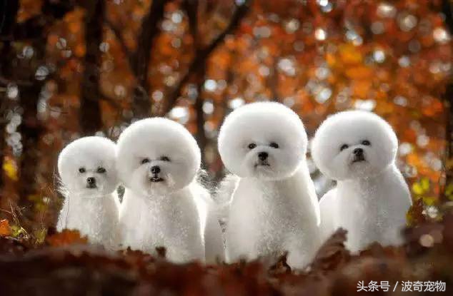 狗狗品种大全图片及简介,狗狗的所有类型品种大全介绍