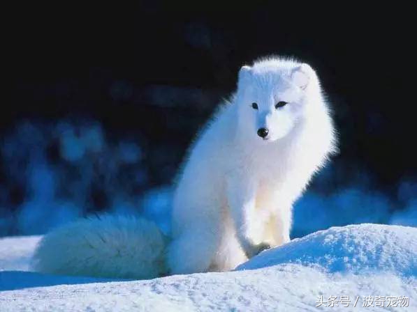 狗狗品种大全图片及简介,狗狗的所有类型品种大全介绍