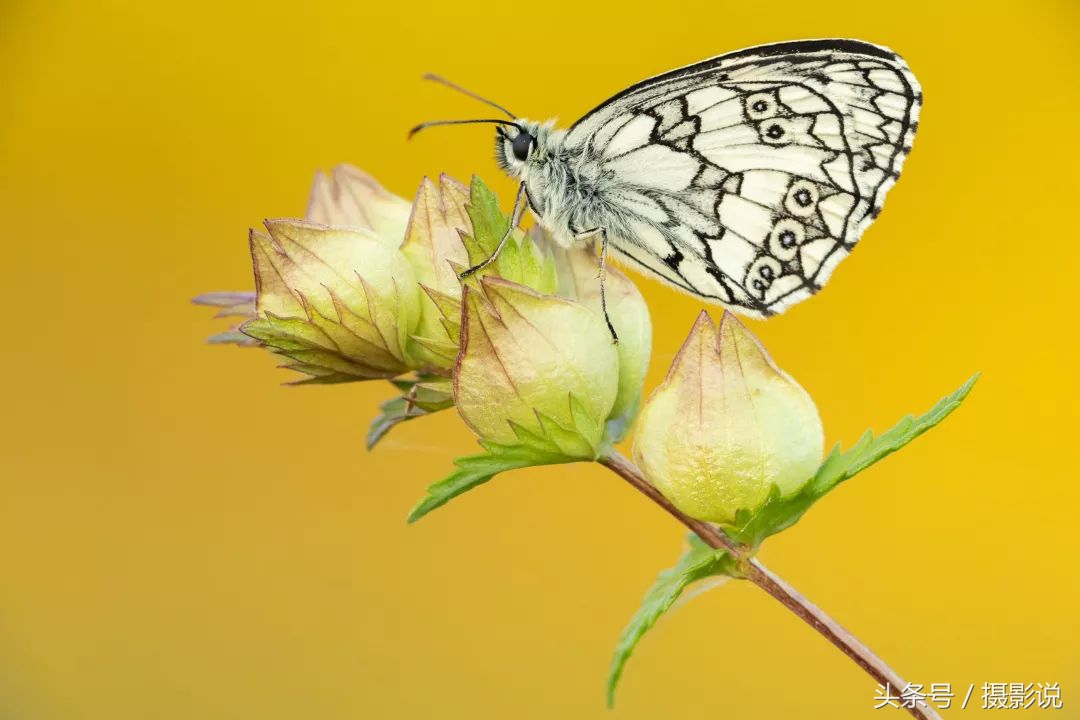 ross璇勬祴,ross娴嬭瘎