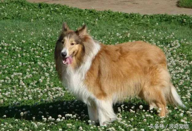 狗狗品种大全带你走进狗狗的世界,狗狗品种大全看看你认识几种