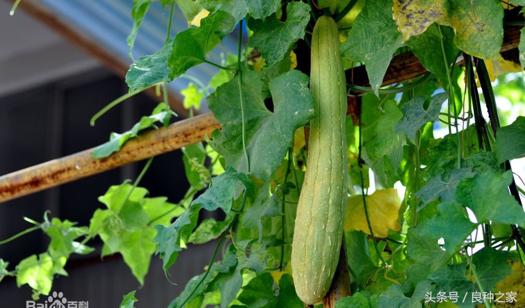 餐桌上常见的本土作物是什么,10种常见的粮食作物
