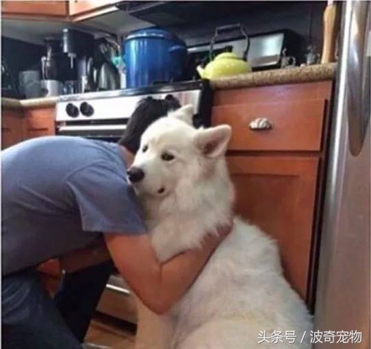 狗狗和你亲的几个表现,当你和你家的狗对视