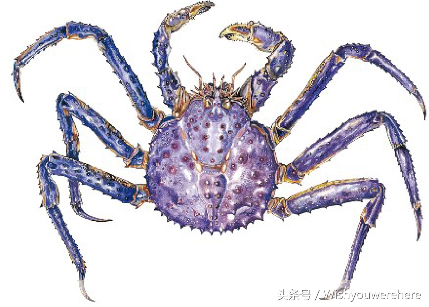 海鲜指南挪威,挪威美食海鲜大餐