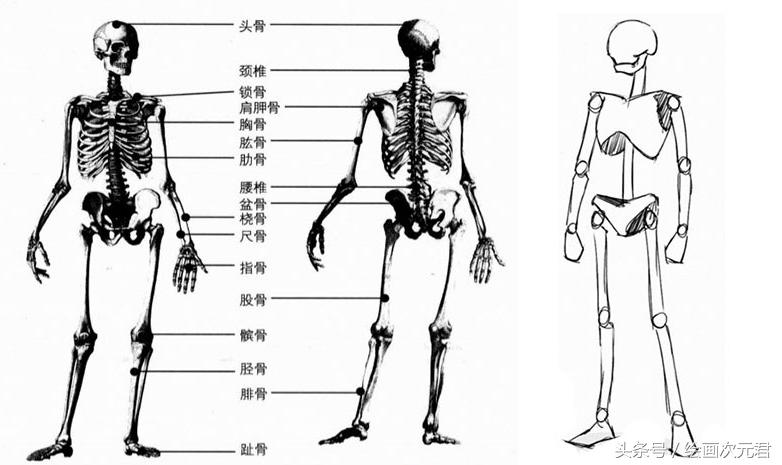 人体结构动态,动态素描·人体结构