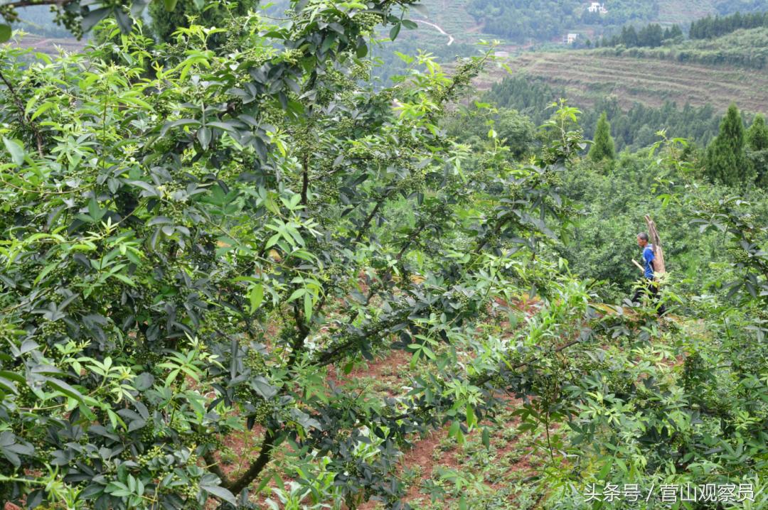 营山县老林镇众鑫泰花椒采摘,营山花椒产业园