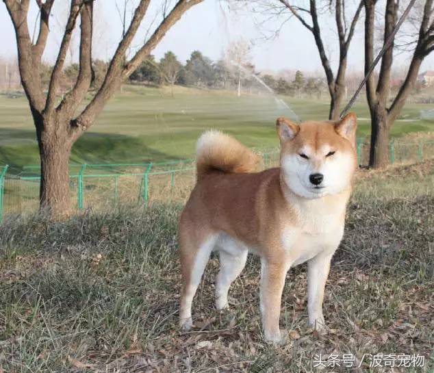 狗狗品种大全带你走进狗狗的世界,狗狗品种大全看看你认识几种