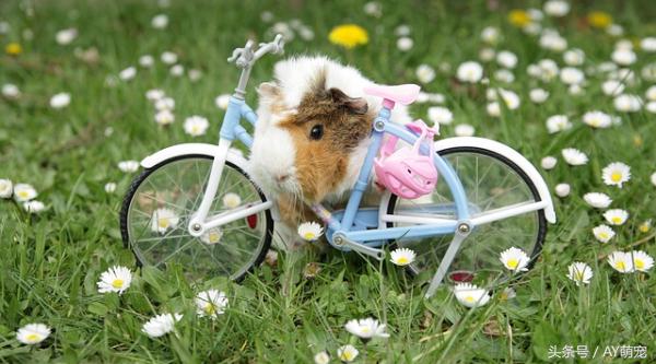 荷兰猪散养还是笼子里养好,现在的荷兰猪好养吗