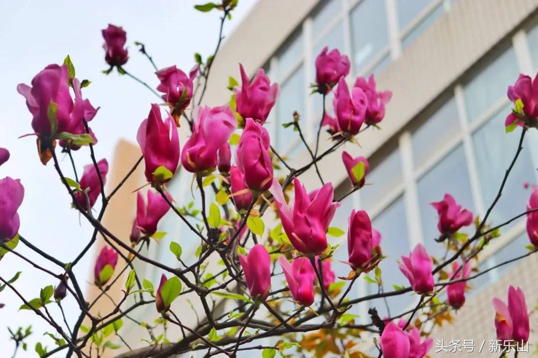 四川乐山最美的春天,乐山的春天有多美