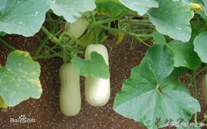 餐桌上常见的本土作物是什么,10种常见的粮食作物