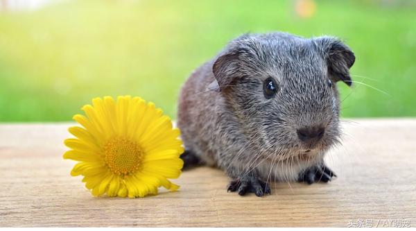 荷兰猪散养还是笼子里养好,现在的荷兰猪好养吗