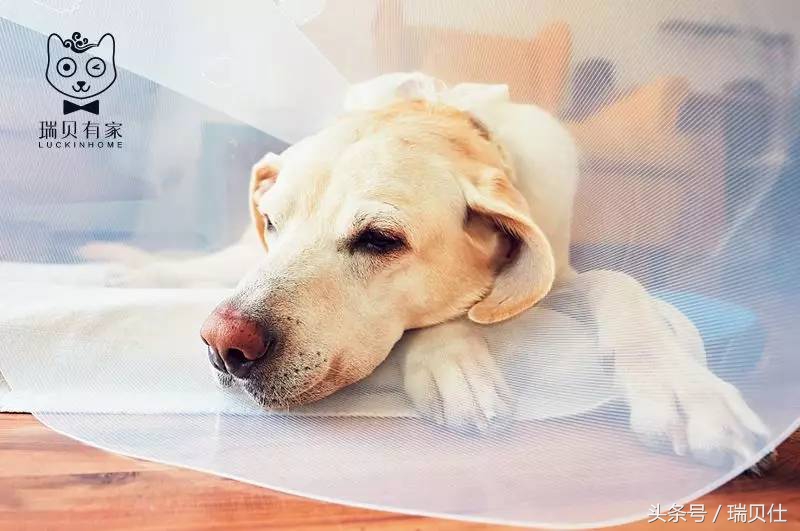 春季狗狗发情期要不要绝育？