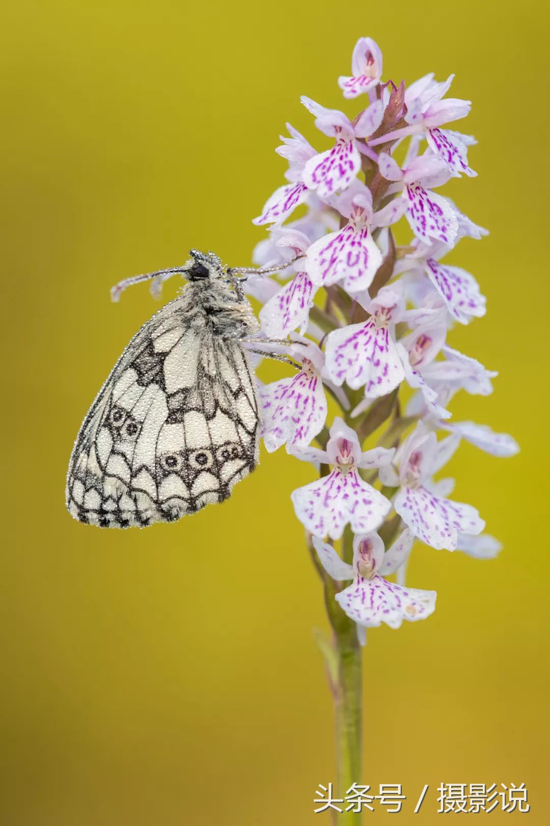 ross璇勬祴,ross娴嬭瘎