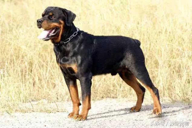 狗狗品种大全图片及简介,狗狗的所有类型品种大全介绍