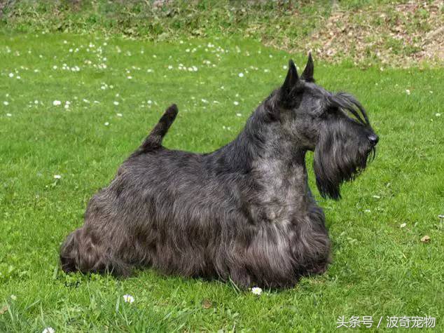 狗狗品种大全带你走进狗狗的世界,狗狗品种大全看看你认识几种