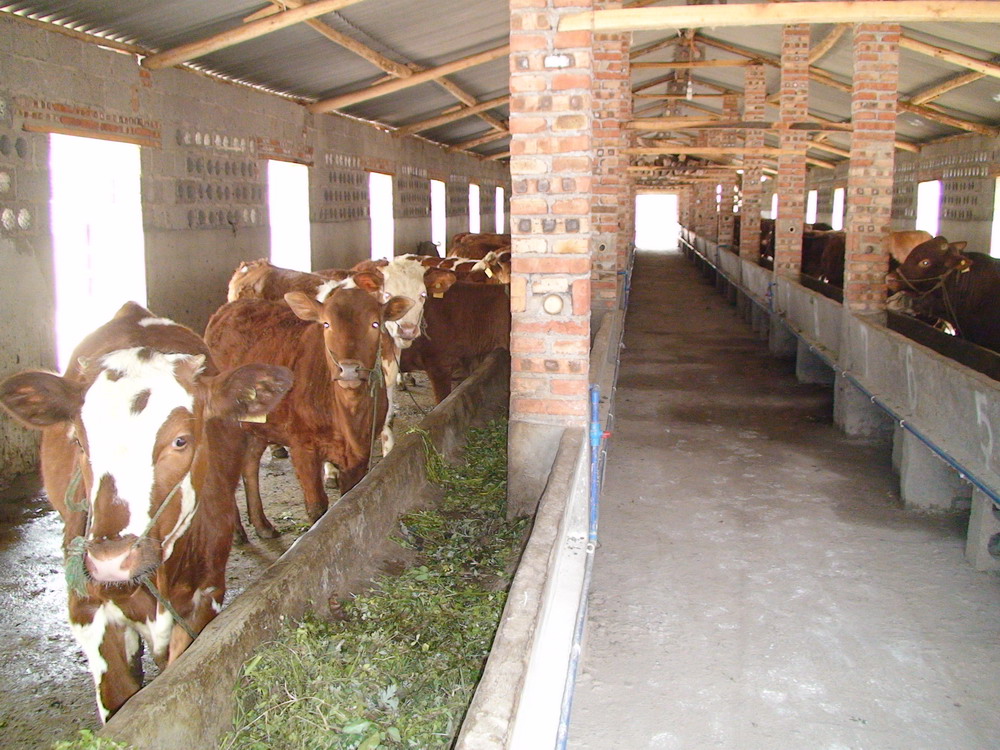 什么动物养殖最便宜最好养,药用动物养殖品种大全