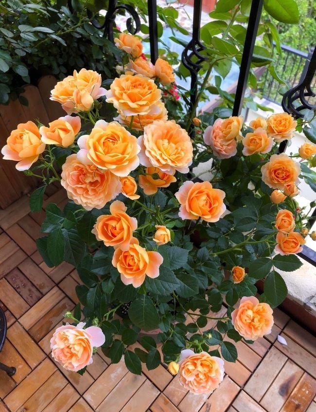 九种吉祥树越老越值钱越养越富贵,10种富贵花卉