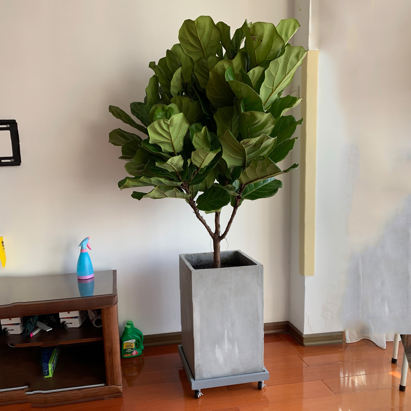 水里倒点酒，给花擦一擦，油光锃亮，比打激素还灵