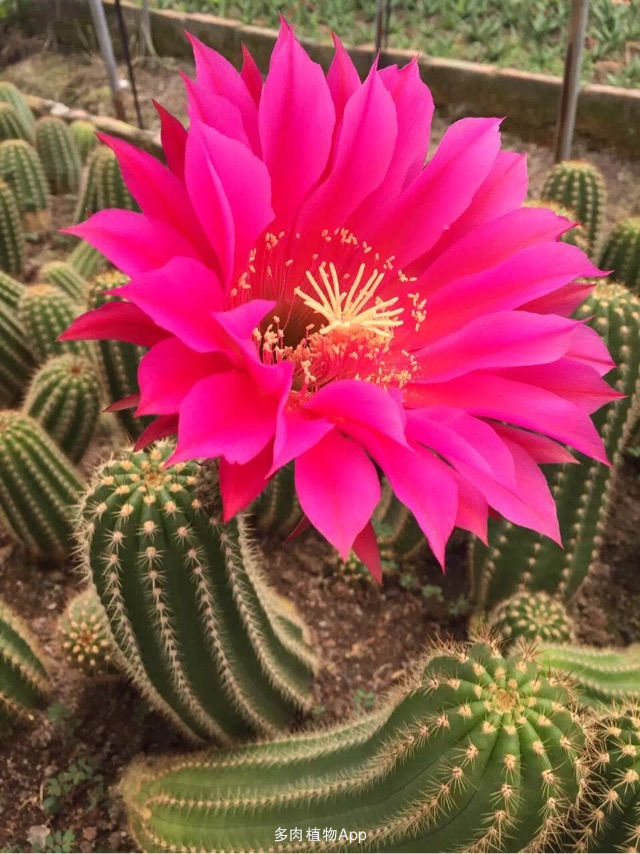 开花形状奇特的植物,一朵花开好久的植物