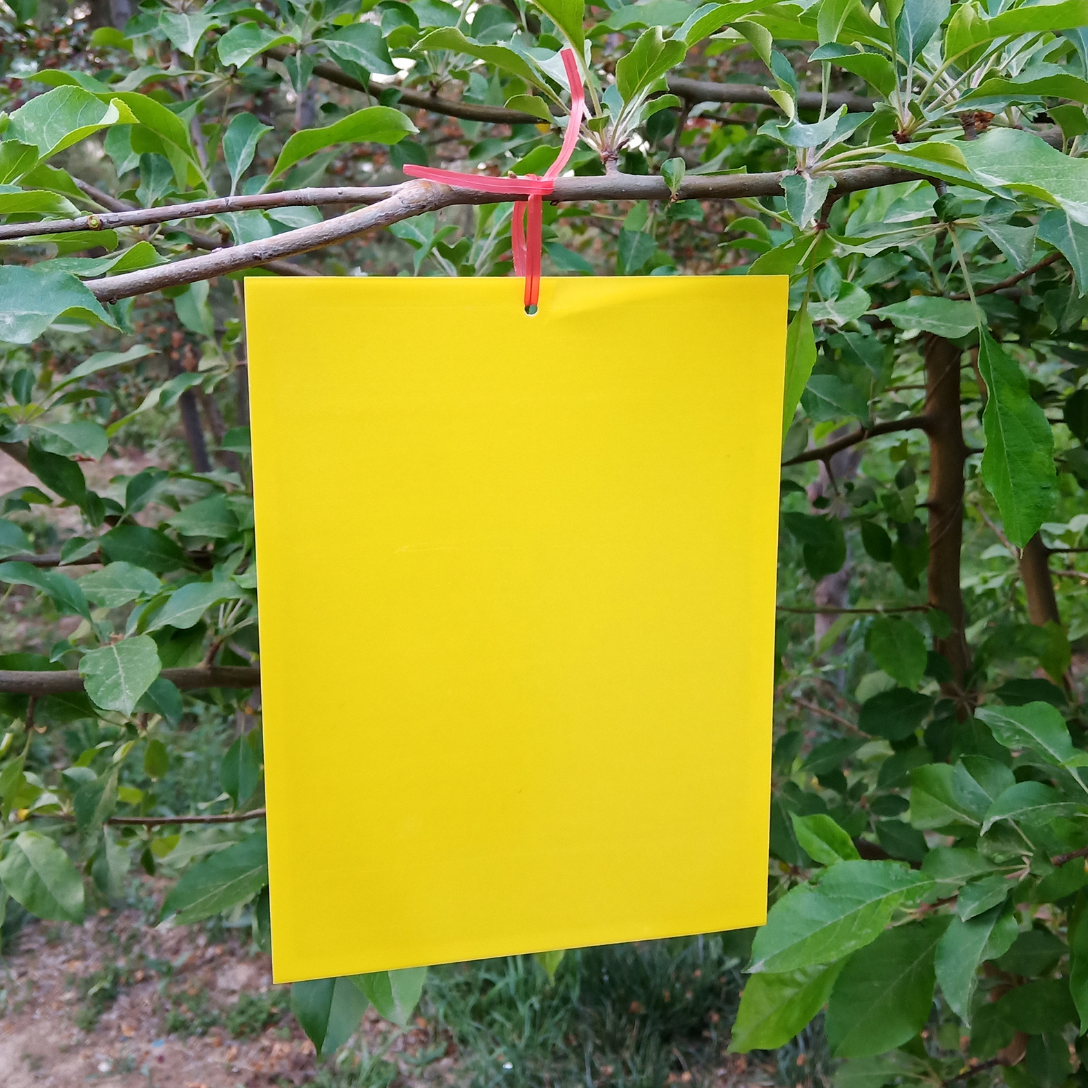 养花土的虫子怎么消灭最好,养花去除小虫子的妙招