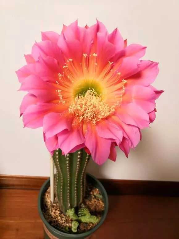 开花形状奇特的植物,一朵花开好久的植物