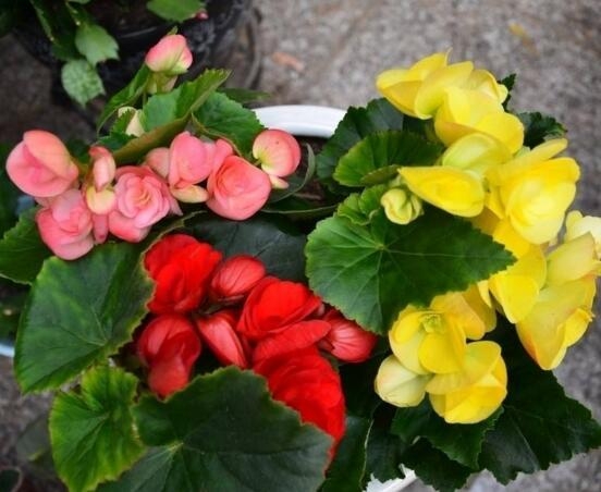 什么样的花好养又耐活,哪些花坑人