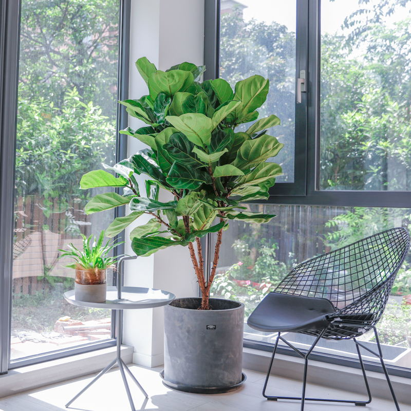 家里养花有句老话说花旺人不旺,在家养花对风水好的花