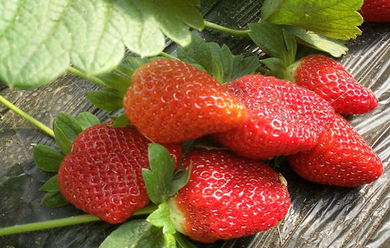 辽阳地下美食,辽阳市里美食