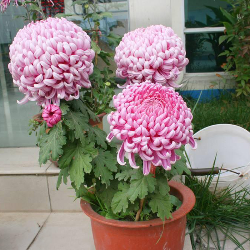 什么花高档大气好养,好养高大上漂亮有寓意的花