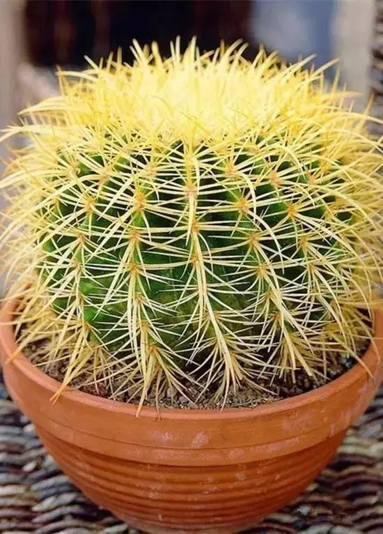 5种霸气花，个个“丑八怪”却吉利镇宅，丢在角落不管，一样爆棚