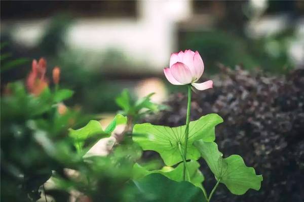 五月初夏诗词唯美,暮春初夏的唯美诗词