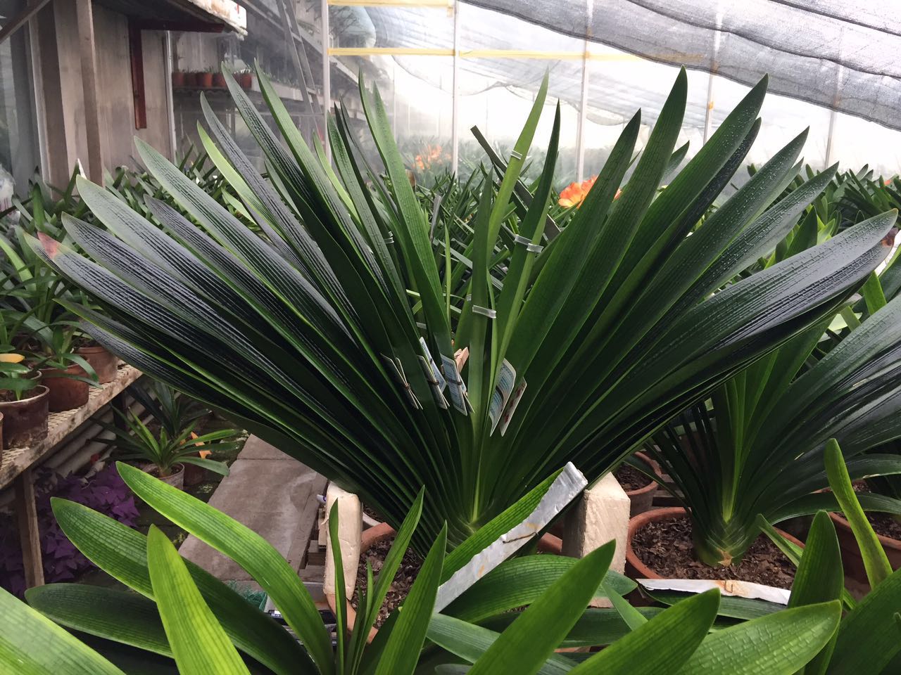 君子兰怎么养才能长得快又茂盛,君子兰怎样才能养出精品