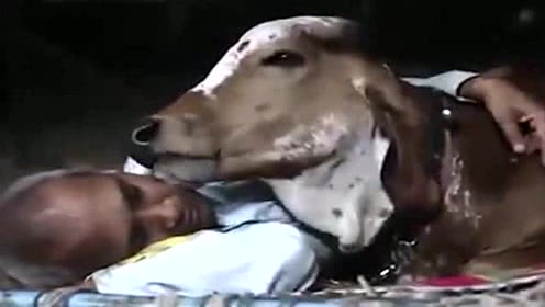 印度男子抛弃发妻花17万娶一头牛,印度大叔抛妻弃子花17万娶牛