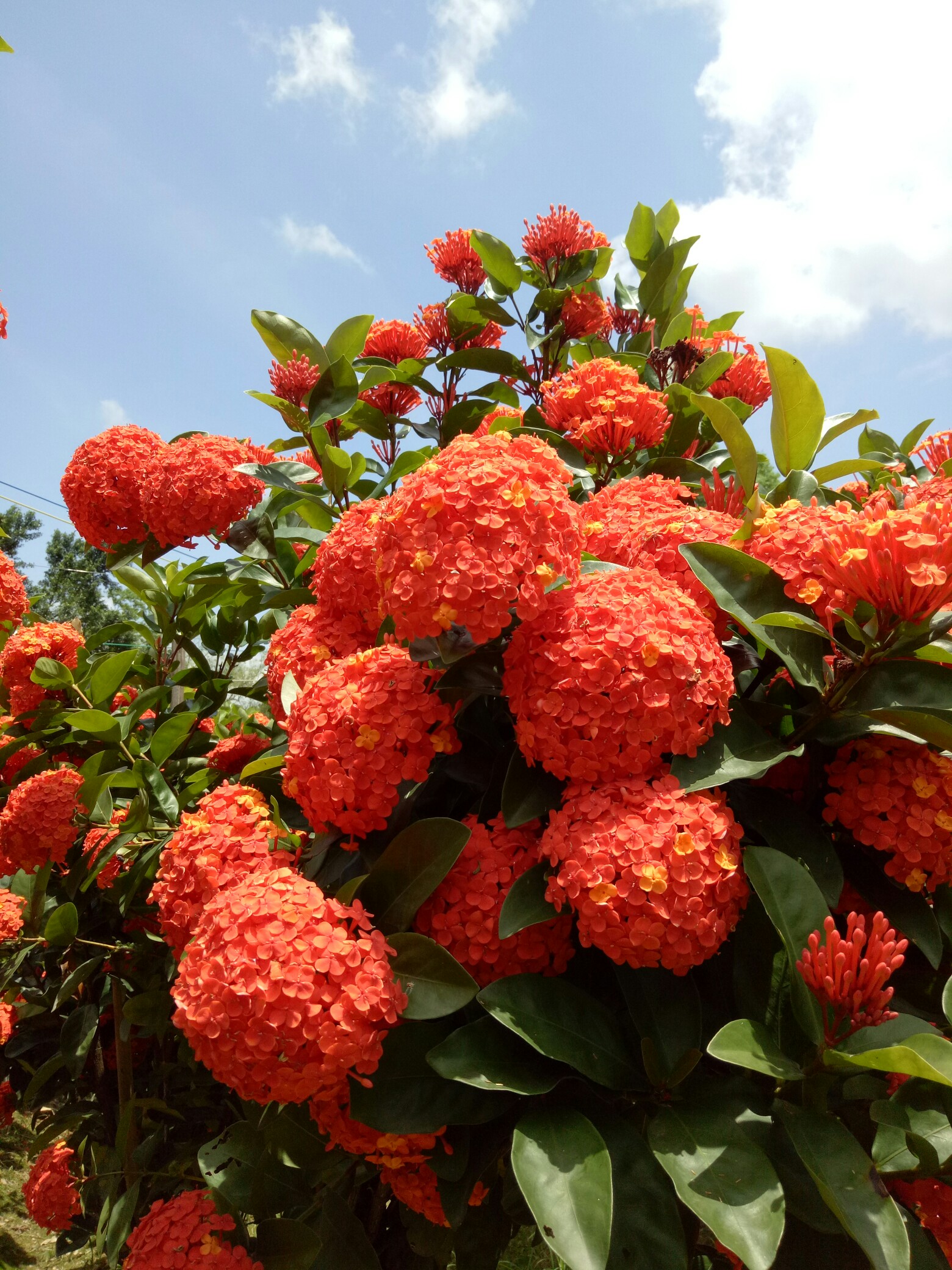 富贵花开什么花最好,花开富贵的花有几种